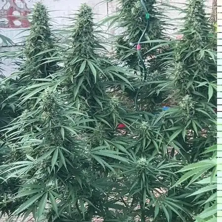 Fast Flowering Mix Fastbuds - 2026