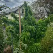 LveR Gorilla x Haze