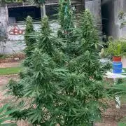 Fast Flowering Mix Fastbuds - 2026