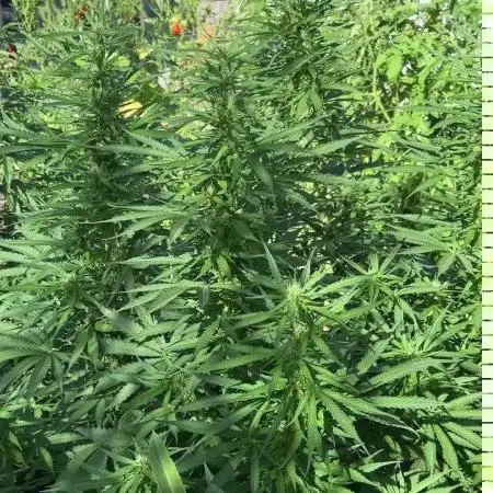 Fast Flowering Mix Fastbuds - 2026