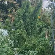 LveR Gorilla x Haze