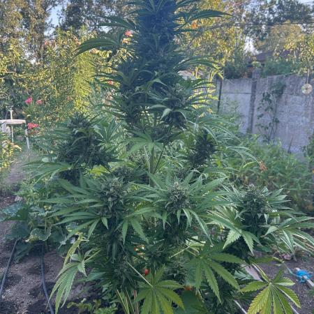 Blueberry Auto - Fastbuds - 2026