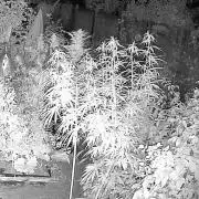 LveR Gorilla x Haze