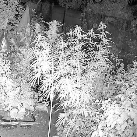 LveR Gorilla x Haze