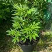 Papaya Cookies Auto - 2026