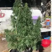 Fast Flowering Mix Fastbuds - 2026