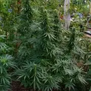 Fast Flowering Mix Fastbuds - 2026