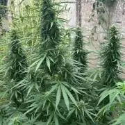 Fast Flowering Mix Fastbuds - 2026