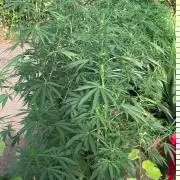 Fast Flowering Mix Fastbuds - 2026