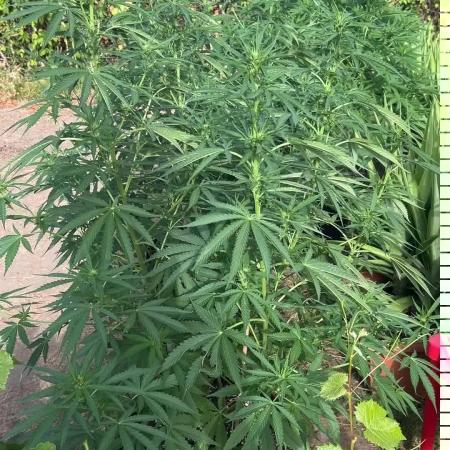 Fast Flowering Mix Fastbuds - 2026