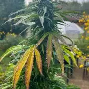 Fast Flowering Mix Fastbuds - 2026
