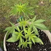 LveR Gorilla x Haze
