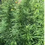 Fast Flowering Mix Fastbuds - 2026