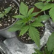 LveR Gorilla x Haze