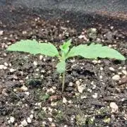 Pistachio Churro Auto