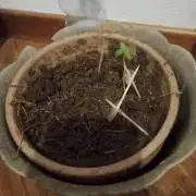 my 1st ever plant