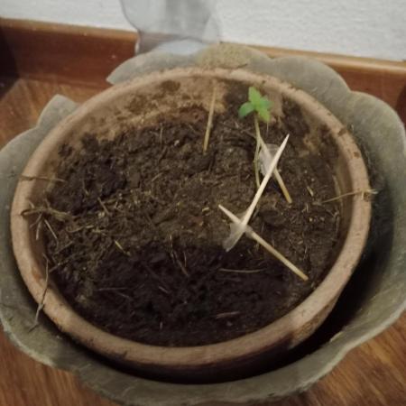 my 1st ever plant