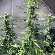 Sensi Seeds Alpine Delight CBD Auto