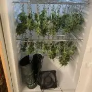 RQS White Widow Auto / semisun grown