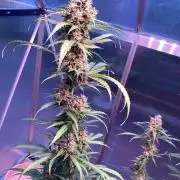 Sensi Seeds Alpine Delight CBD Auto