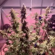 Sensi Seeds Alpine Delight CBD Auto