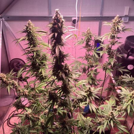 Sensi Seeds Alpine Delight CBD Auto