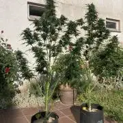 RQS White Widow Auto / semisun grown