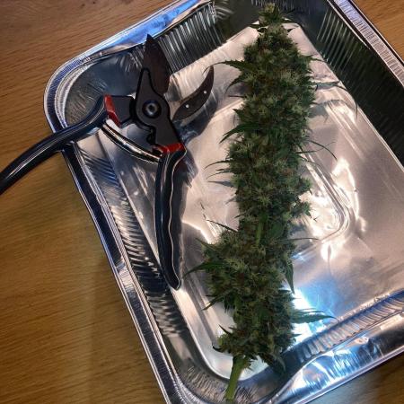 Sensi Seeds Alpine Delight CBD Auto