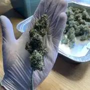 RQS White Widow Auto / semisun grown
