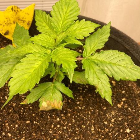 LSD Euphoria / semisun grown