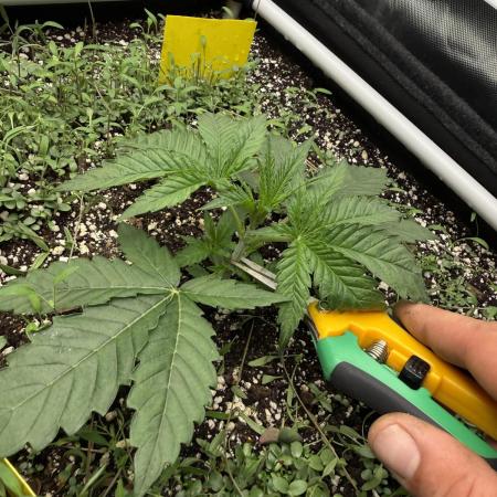 Community Grow Honey Dipper