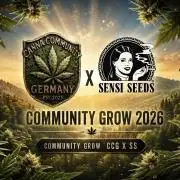 CCG X Sensi Seeds Sensi Amnesia XXL Auto