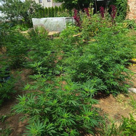 CBD Sour suver haze out 2026