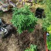 DNA Chocolope Greenhouse 2026