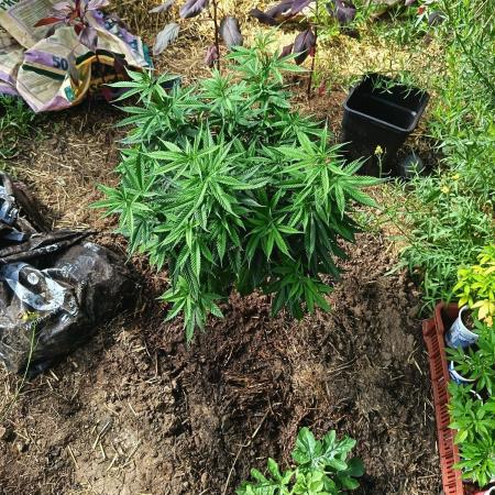 DNA Chocolope Greenhouse 2026