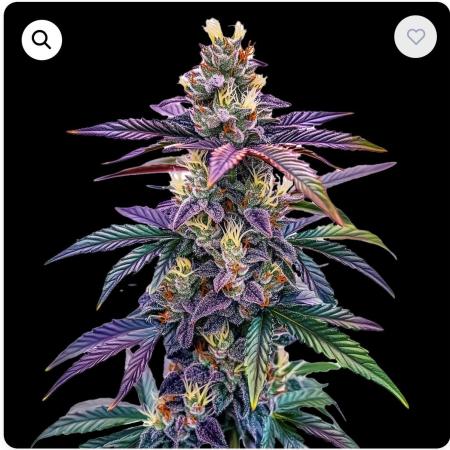 Blue Dream 💭 💙