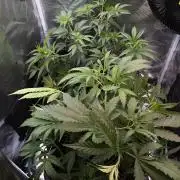 Northern Lights&Blue Dream