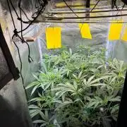Northern Lights&Blue Dream