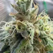 Northern Lights&Blue Dream
