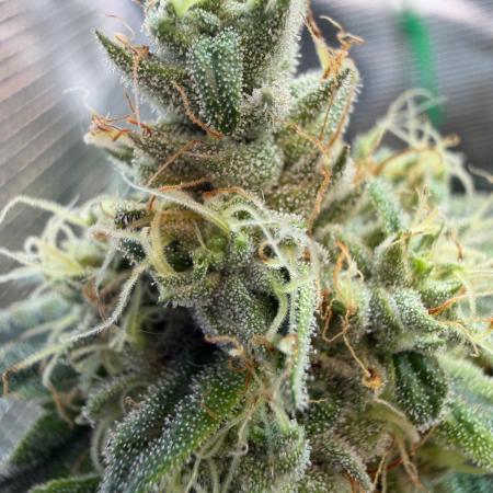 Northern Lights&Blue Dream