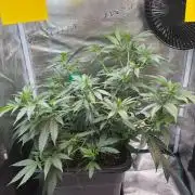 Northern Lights&Blue Dream