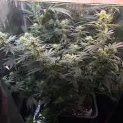 Northern Lights&Blue Dream