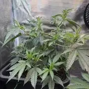 Northern Lights&Blue Dream