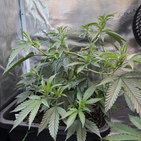 Northern Lights&Blue Dream