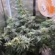 Northern Lights&Blue Dream