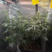 Northern Lights&Blue Dream