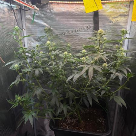 Northern Lights&Blue Dream