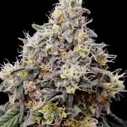 Organic Super Soil Showcase OSS