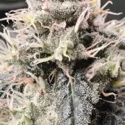 Organic Super Soil Showcase OSS
