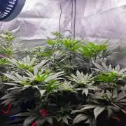 Organic Super Soil Showcase OSS